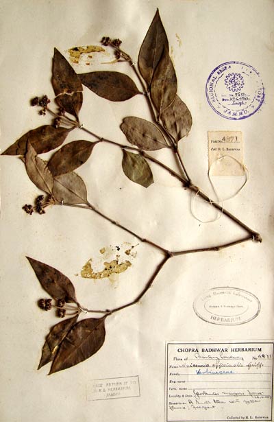Official Record