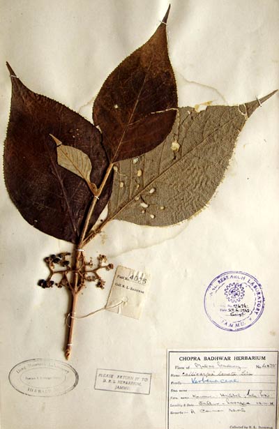 Official Record