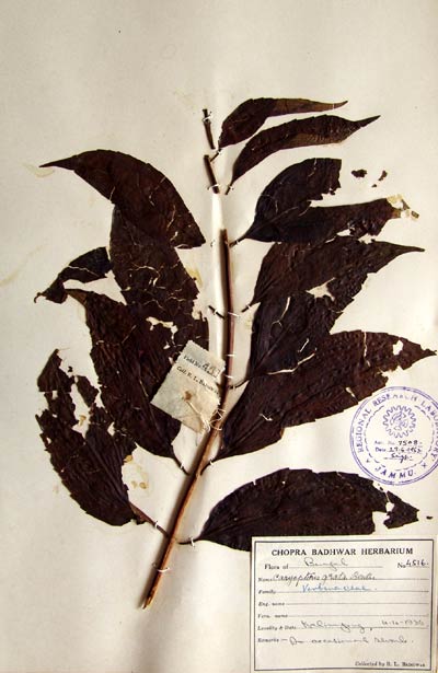 Official Record