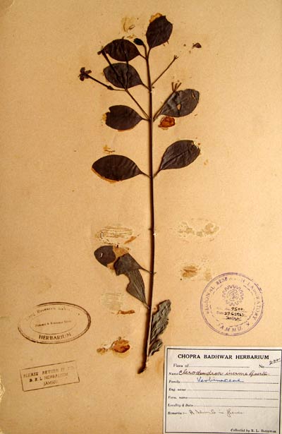 Official Record