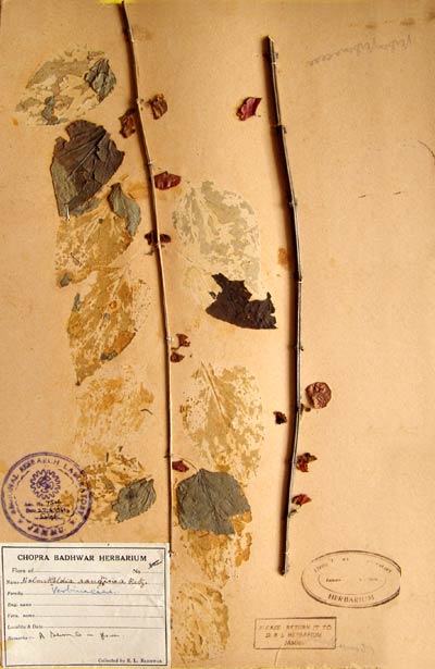 Official Record