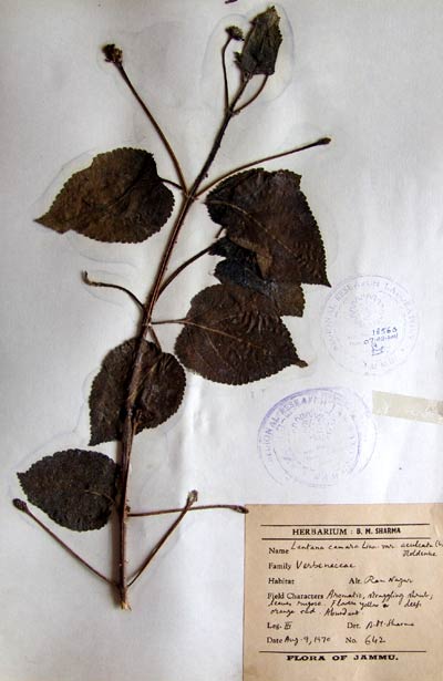 Official Record