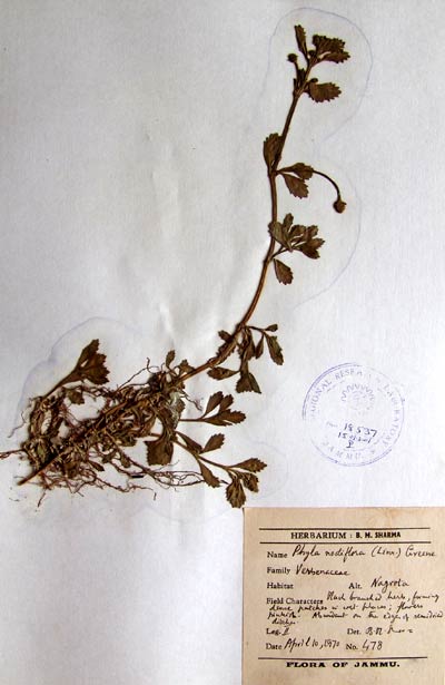 Official Record