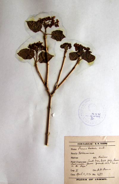 Official Record