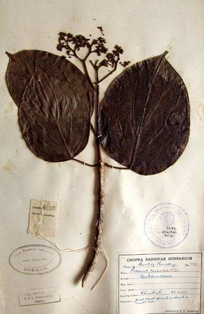 Official Record