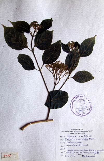 Official Record