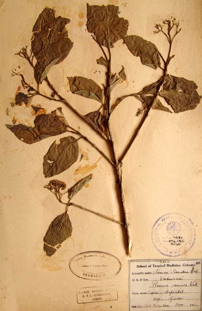 Official Record