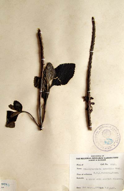 Official Record