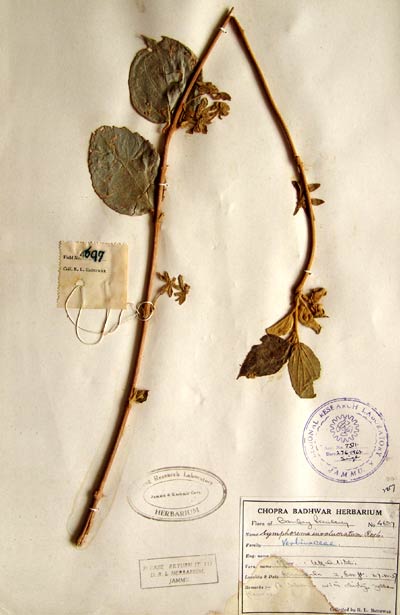 Official Record