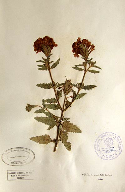 Official Record
