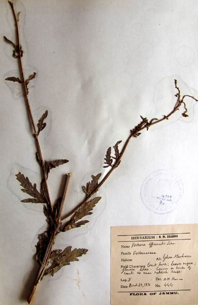 Official Record