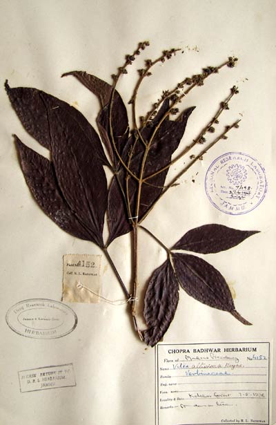 Official Record