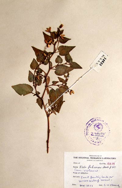 Official Record