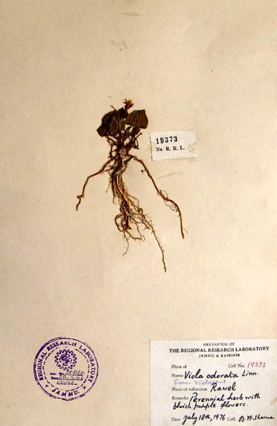 Official Record
