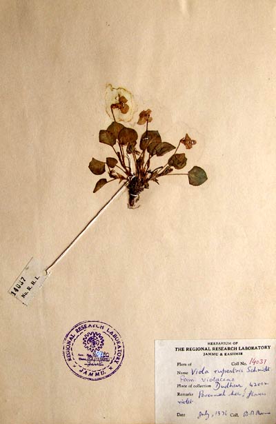 Official Record