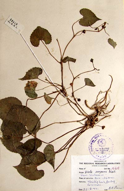 Official Record