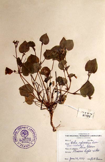 Official Record