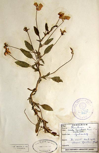 Official Record